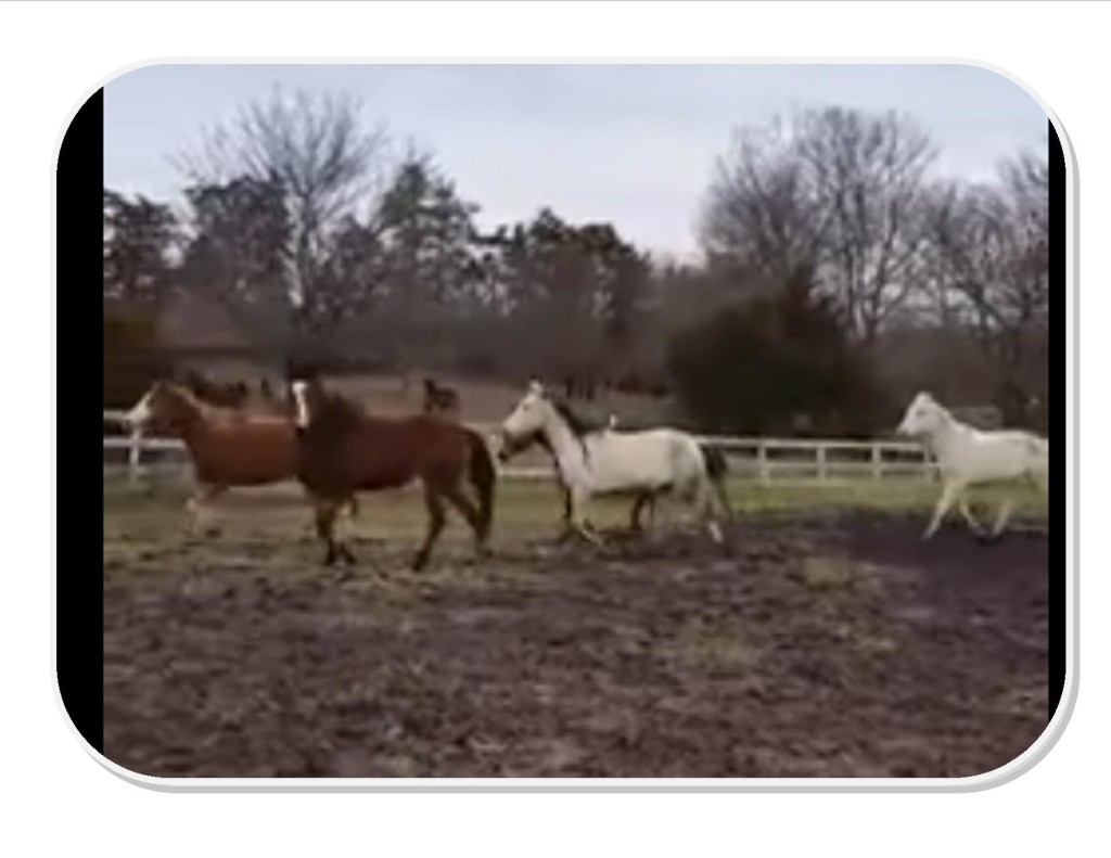 screen shot of jessup horses